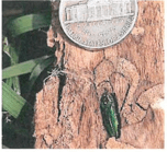 Emerald Ash Borer on a tree trunk next to a nickel